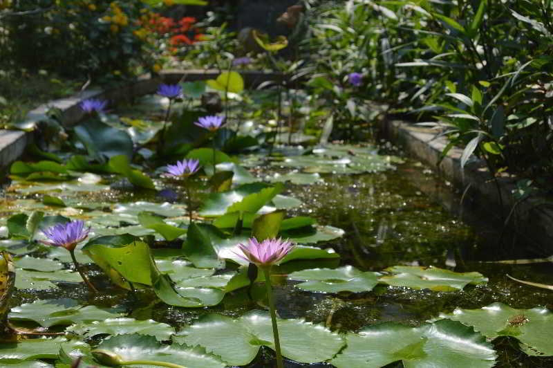 The Hoi An Orchid Garden Villas Eksteriør bilde